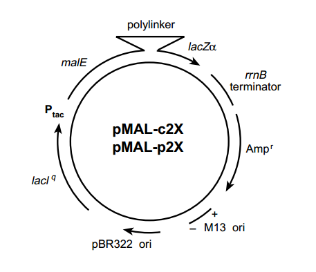 pMAl-p2G 载体