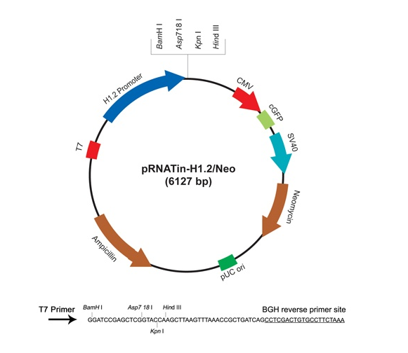 pRNATin-H12/Neo 载体