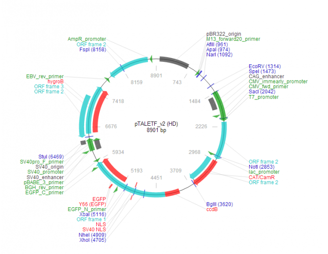 pTALETF_v2 (HD) 载体