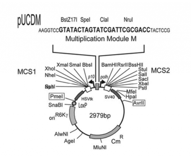 pUCDM 载体