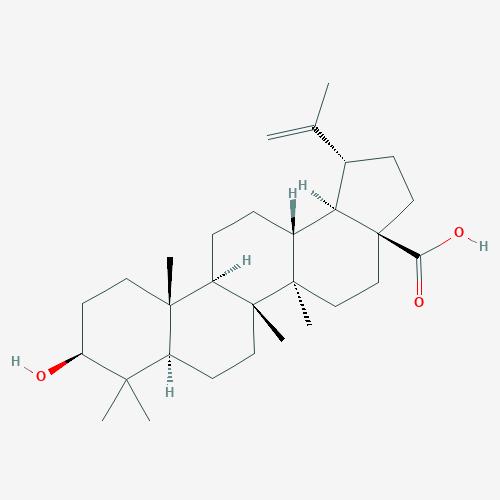 白桦脂酸