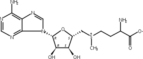 S-腺苷蛋氨酸