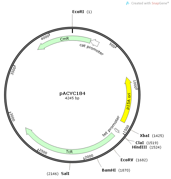 pACYC184 载体