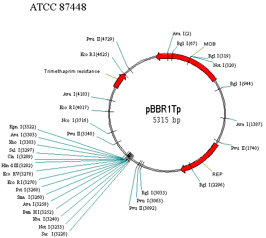 pBBR1Tp 载体