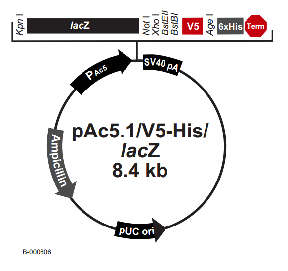 pAc51/V5-His /LacZ 载体