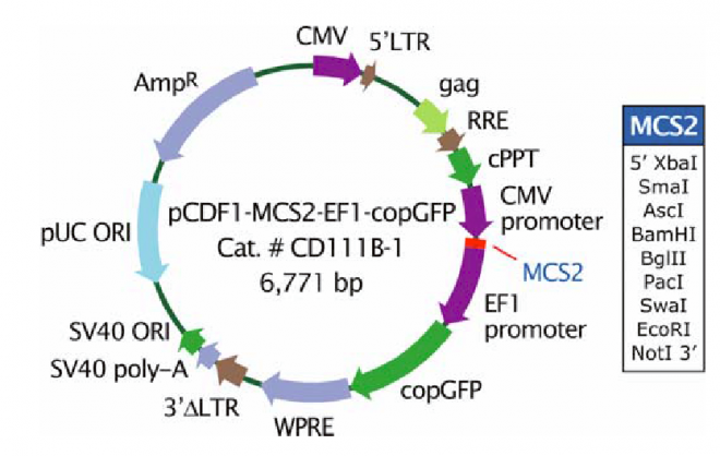 pCDF1-MCS2-EF1-copGFP 载体