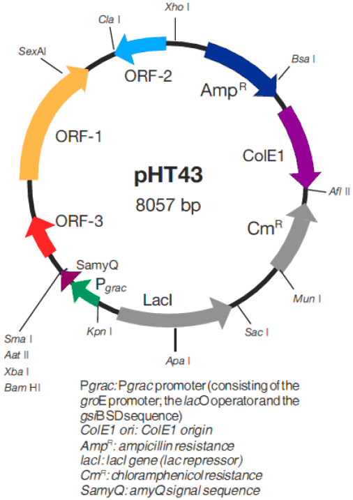 pHT43 载体