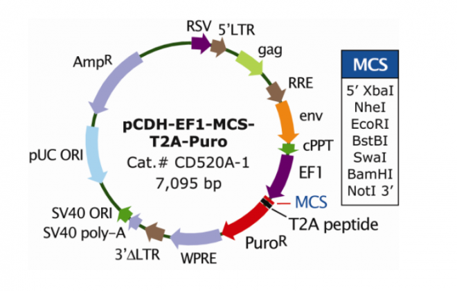 pCDH-EF1-MCS-T2A-Puro 载体
