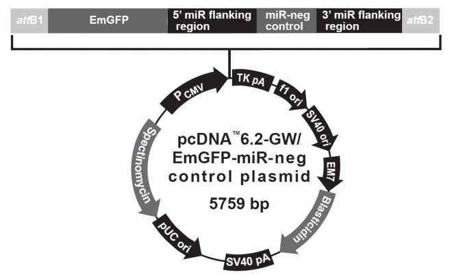 pcDNA62-GWEmGFP-miR negative 载体