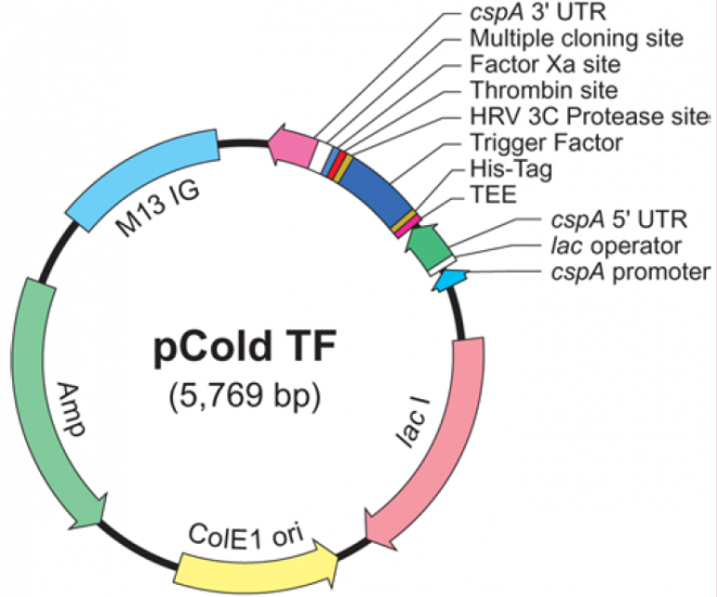 pCold TF 载体