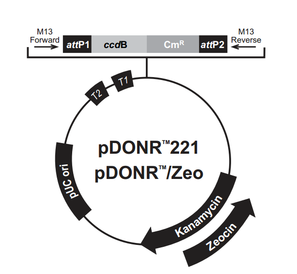 pDONR/Zeo 载体