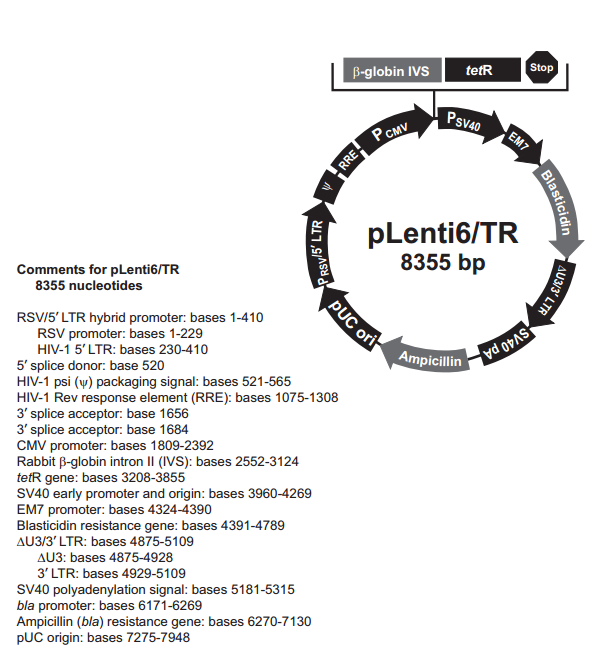 pLenti6/TR 载体