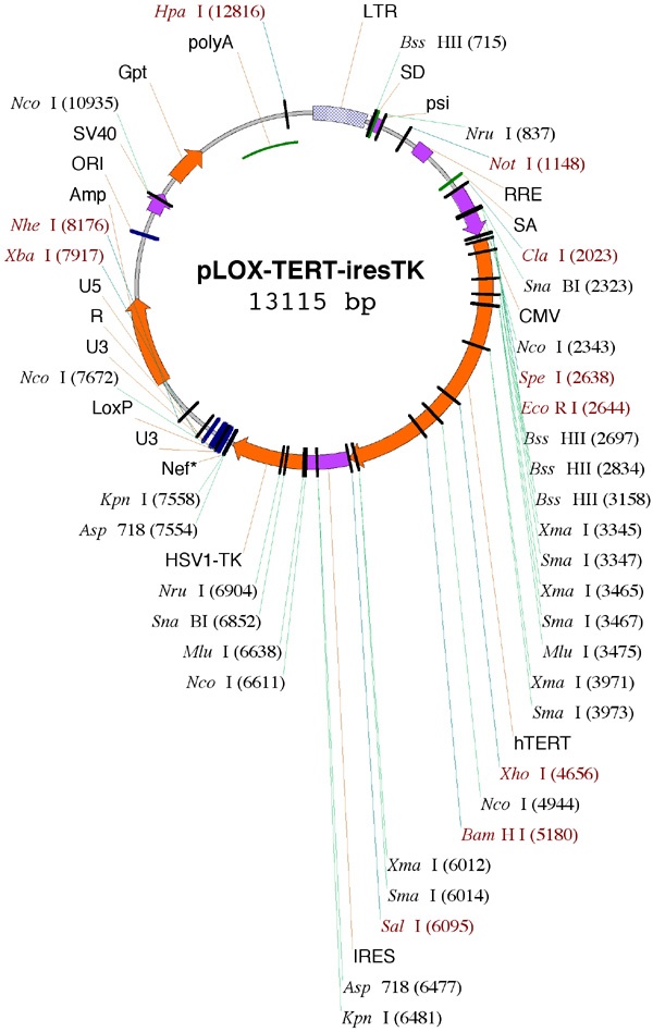 pLOX-TERT-iresTK 载体