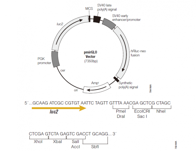 pmirGLO 载体