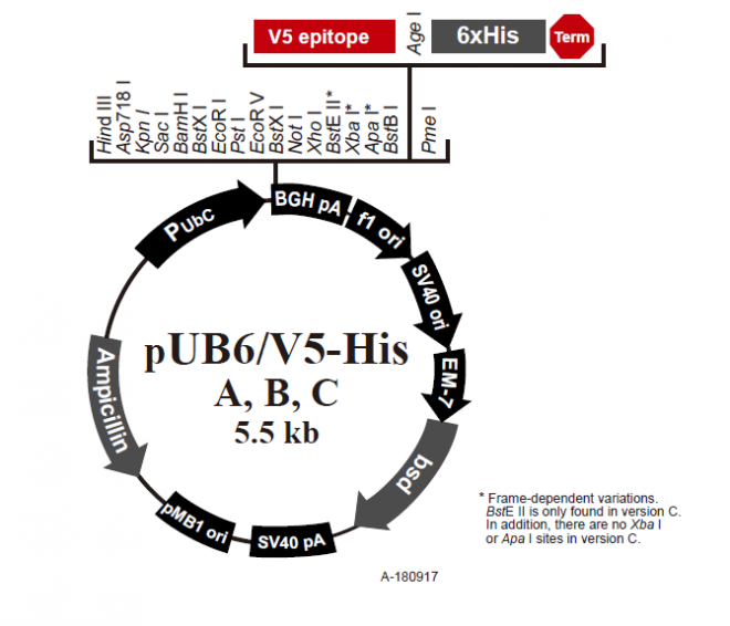 pUB6/V5-His A 载体