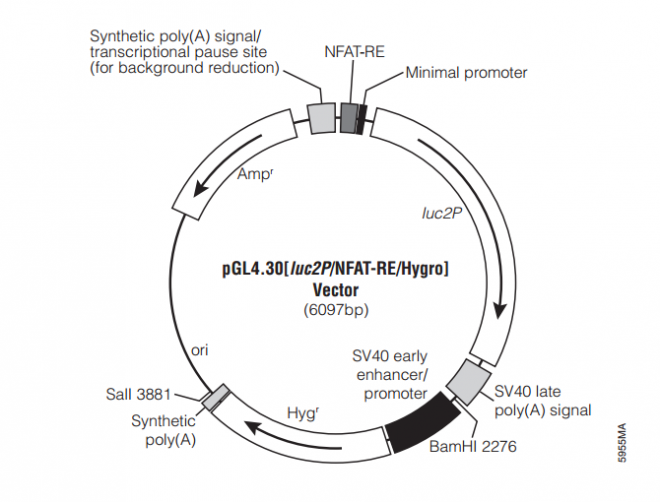 pGL430[luc2P/NFAT-RE/Hygro] 载体