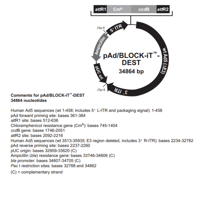 pAd/BLOCK-iT-DEST 载体