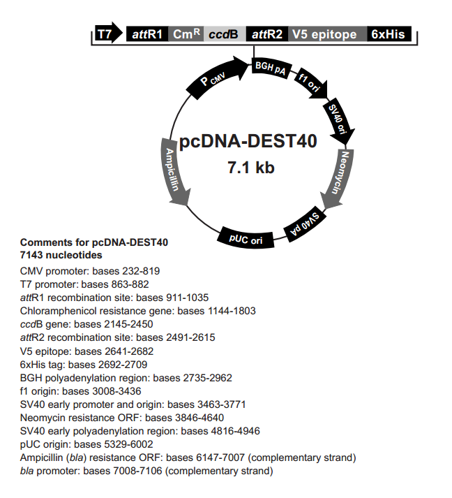 pcDNA-DEST40 载体