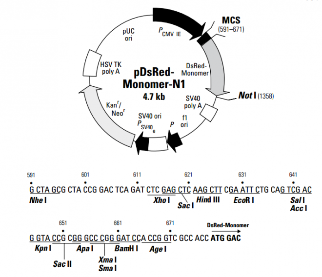 pDsRed-Monomer-N1 载体