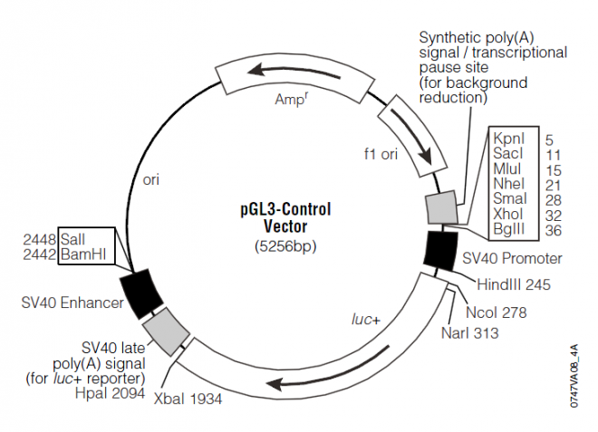 pGL3-Control 载体