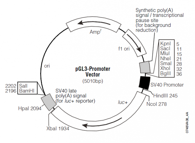 pGL3-Promoter 载体