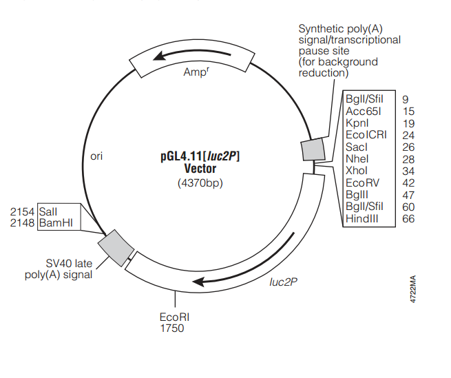 pGL411[luc2P] 载体