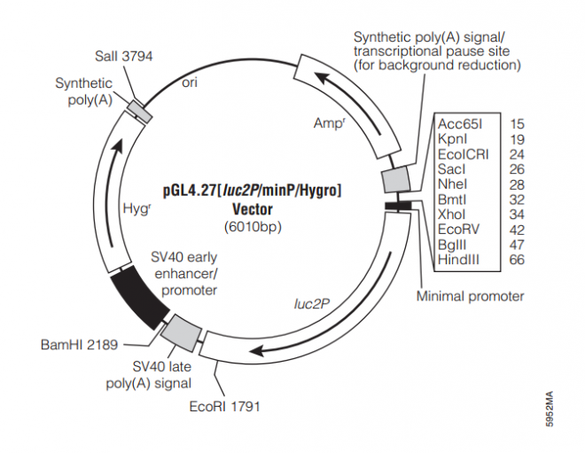 pGL427[luc2P/minP/Hygro] 载体