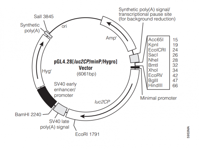 pGL428[luc2CP/minP/Hygro] 载体