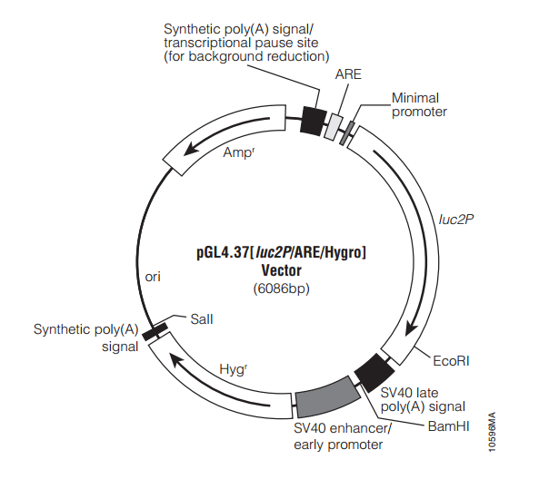 pGL437[luc2P/ARE/Hygro] 载体