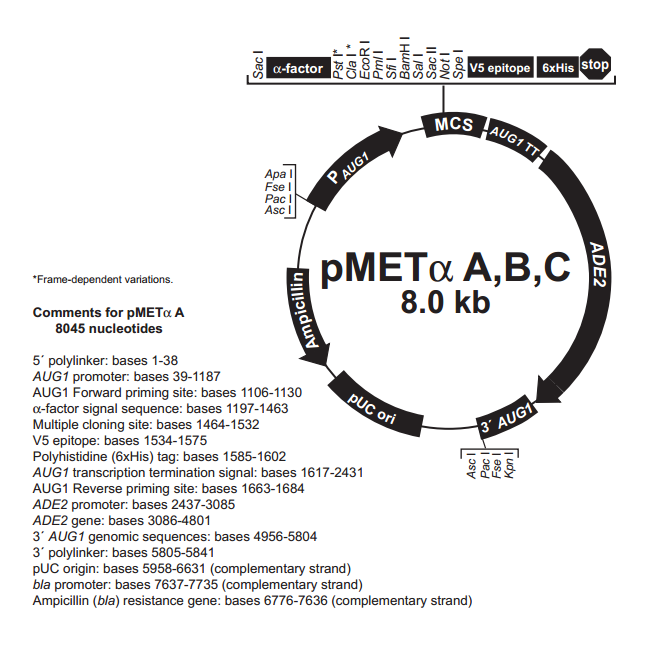 pMETα B 载体