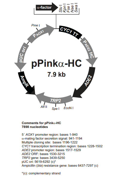 pPinkα-HC 载体