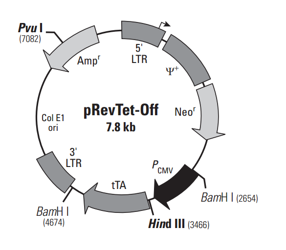 pRevTet-Off 载体