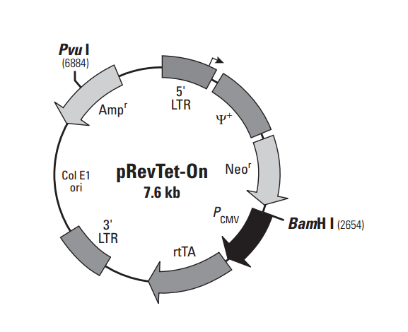 pRevTet-On 载体