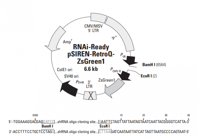 RNAi-Ready pSIREN-RetroQ-ZsGreen1 载体