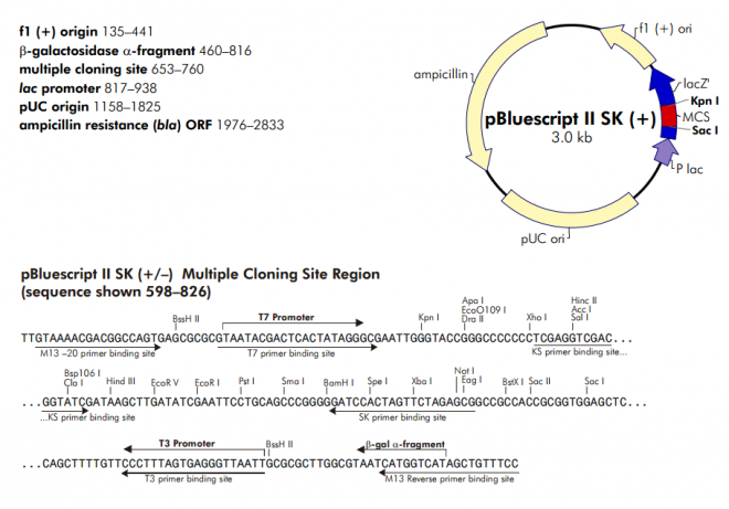 pBluescript II SK(+) 载体