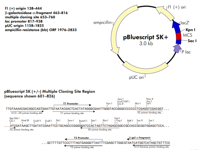 pBlueScript SK(+) 载体