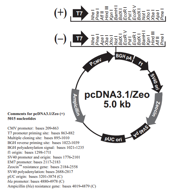 pcDNA31/Zeo(-) 载体