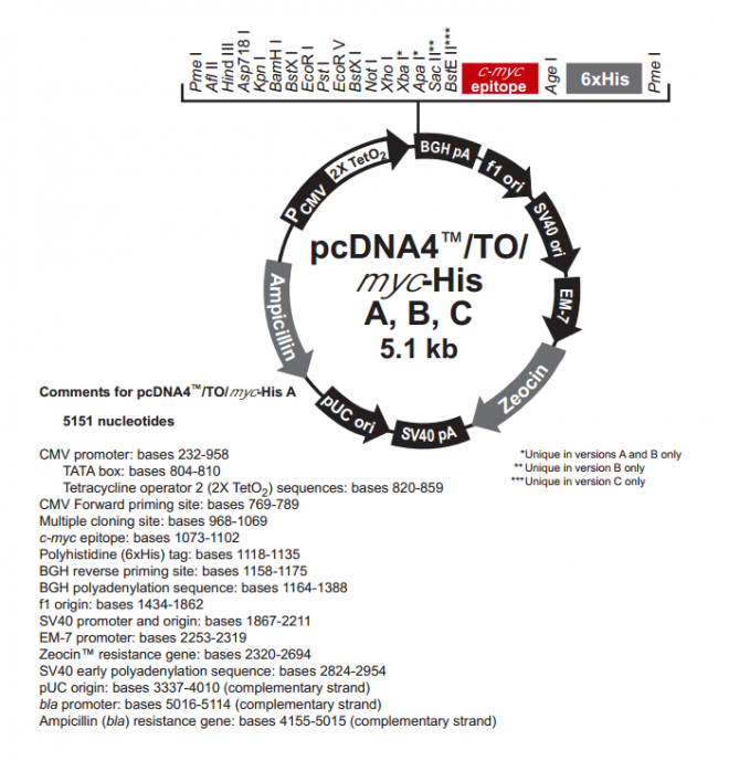 pcDNA4/TO/myc-His A 载体