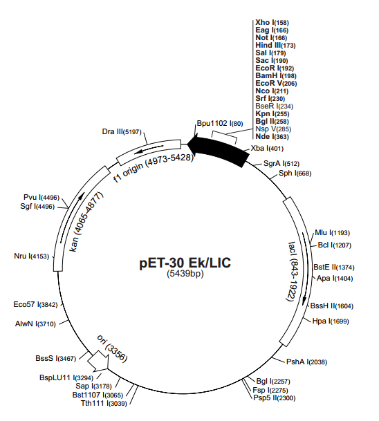 pET-30 EK/LIC 载体