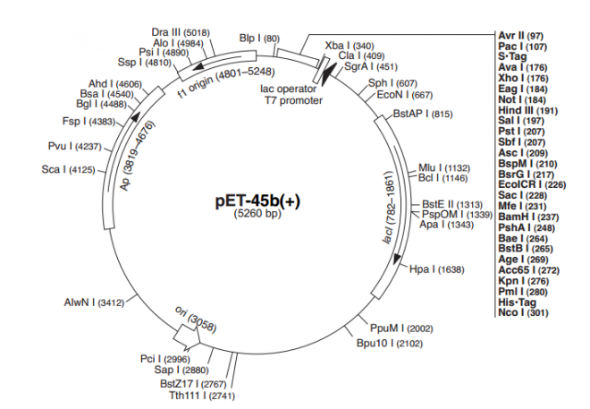 pET-45b(+) 载体