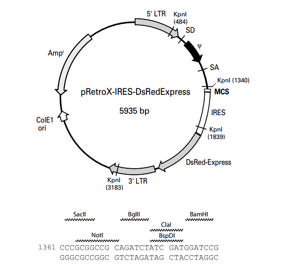 pRetroX-IRES-DsRedExpress 载体