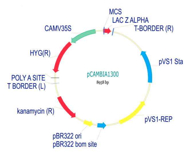 pCAMBIA1300 载体