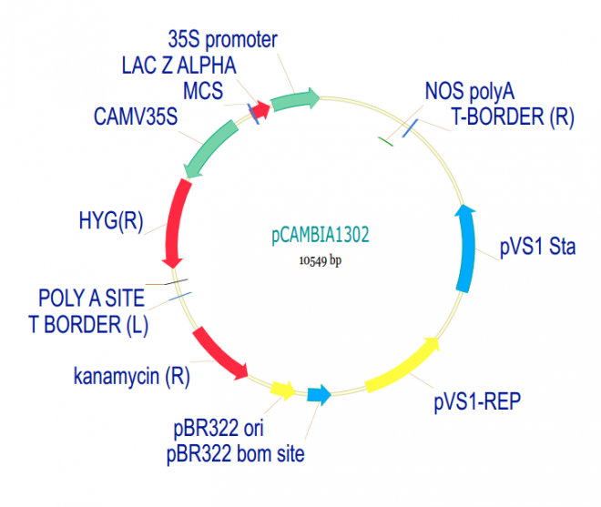 pCAMBIA1302 载体