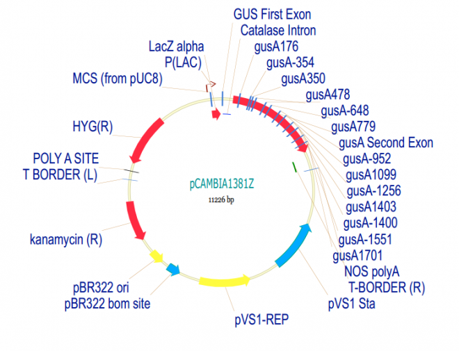 pCAMBIA1381Z 载体