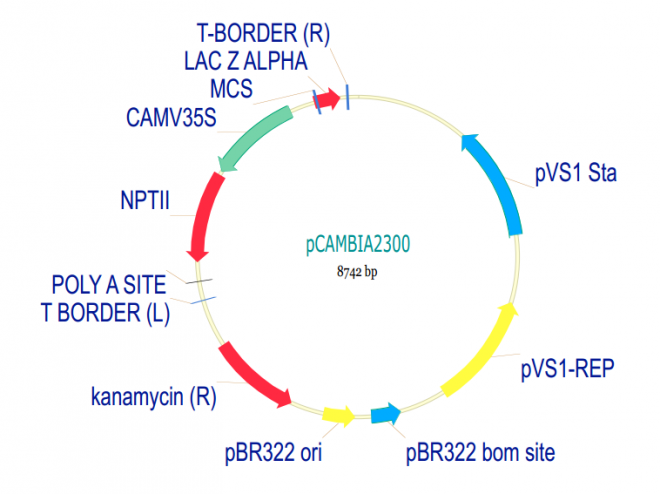 pCAMBIA2300 载体