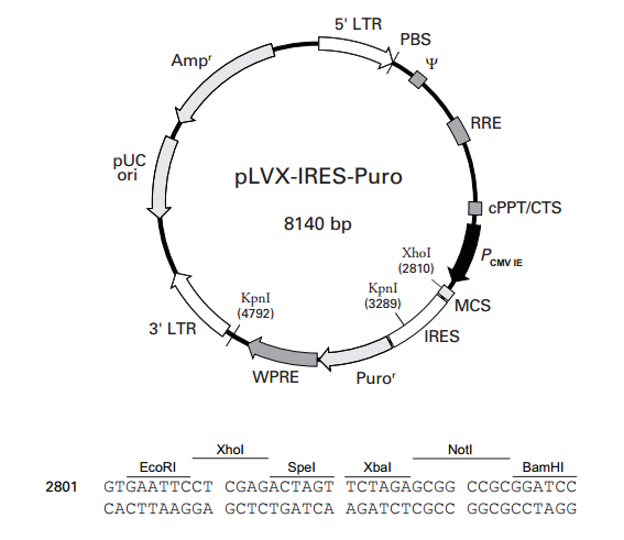 pLVX-IRES-Puro 载体