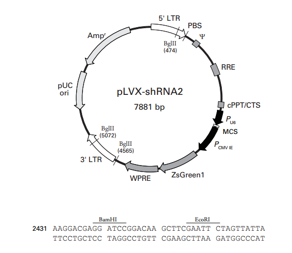 pLVX-shRNA2 载体