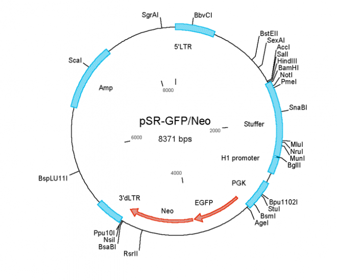 pSUPERretroneo+gfp 载体