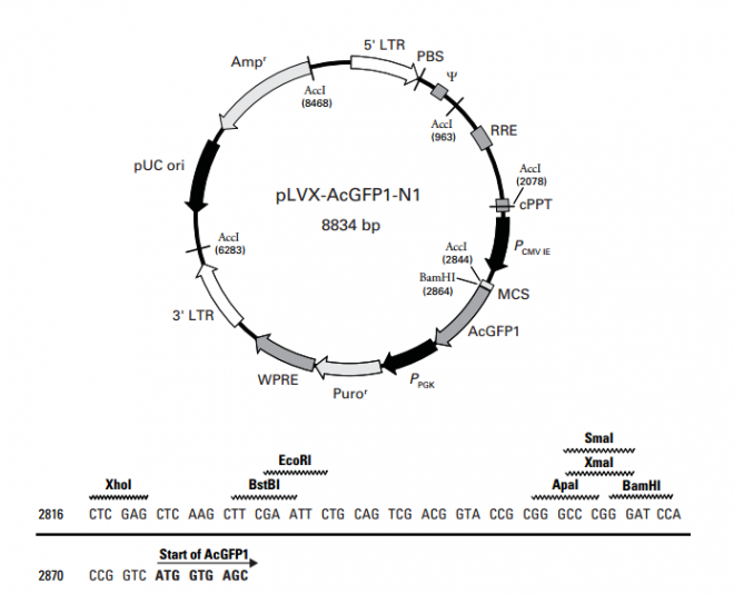 pLVX-AcGFP1-N1 载体