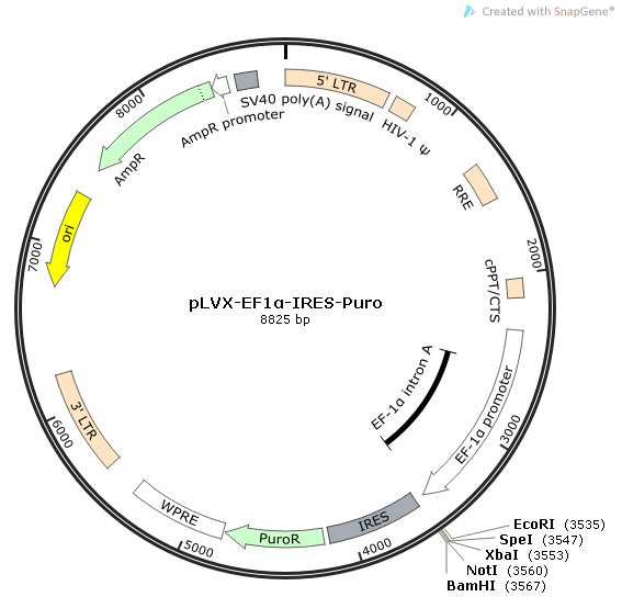 pLVX-EF1α-IRES-Puro 载体